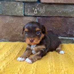 Buzz - Chocolate and tan male Yorkshire Terrier puppy in Smryna, Georgia from Owensons’ Kennel
