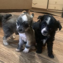 Chinese Crested Puppies from DeBahTrio Chinese Cresteds
