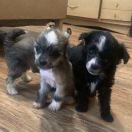 Chinese Crested Puppies from DeBahTrio Chinese Cresteds