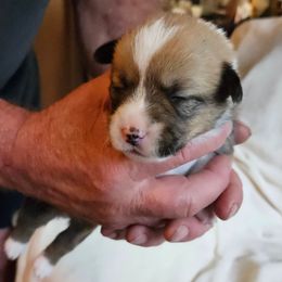 Pembroke Welsh Corgi Puppies from Gingersnap Pembroke Welsh Corgis