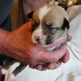 Pembroke Welsh Corgi Puppies from Gingersnap Pembroke Welsh Corgis