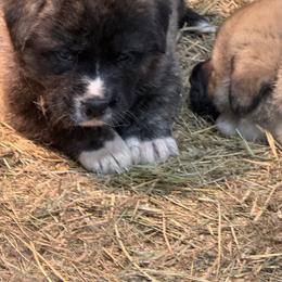 Boy 4 - White and gray male Great Pyrenees puppy in Port Townsend, Washington from Pam’s Perfect Pugs & MasPyrs