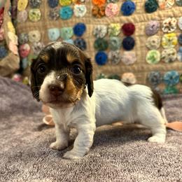 Udina - Piebald female Dachshund puppy in Hensley, Arkansas from The Dachshund Barn