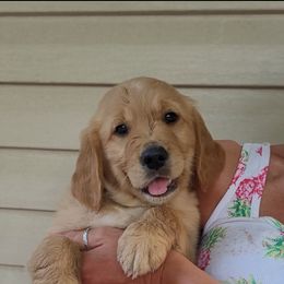 Golden Retriever Puppies from Golden Brick Road Golden Retrievers