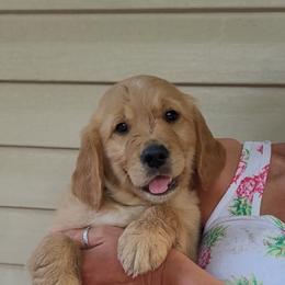 Golden Retriever Puppies from Golden Brick Road Golden Retrievers