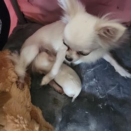 Chihuahua Puppies from Chihuahua Angel Babies