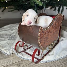 Marshmallow - Piebald male Dachshund puppy in Kissimmee, Florida from Mini Doxie Cuties