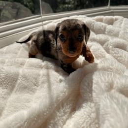 Ruthie - Dapple female Dachshund puppy in San Diego, California from Enchantables