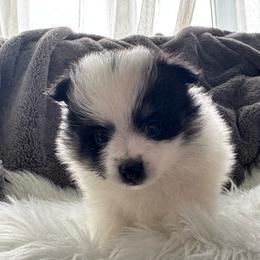 Princess Gina - Black parti female Pomeranian puppy in Enfield, Connecticut from That Pom Haus