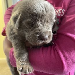 Newfoundland Puppies from Beatty Newfies