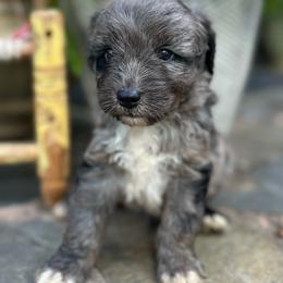 Froggy - Blue merle male Aussiedoodle puppy in Lexington, Alabama from Johnson’s Highland Pride Aussiedoodles