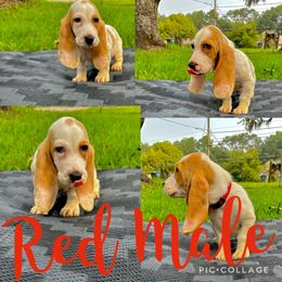 Boy 5 - Red and white Basset Hound puppy in Jacksonville, Florida from Craven Bassets