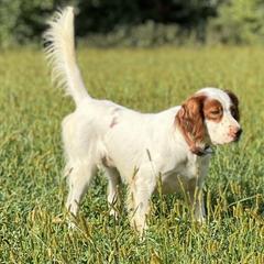 Chapo - English Setter