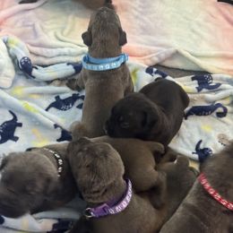 Cane Corso Puppies from Lonestar Corso Kennels