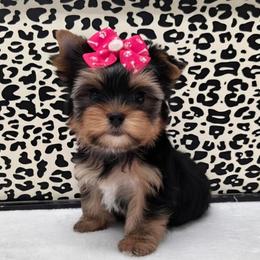 Chanel TEACUP - Black and tan female Yorkshire Terrier puppy in Monticello, Iowa from Ashley’s Puppies
