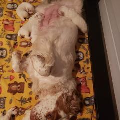Clumber Spaniel and Irish Red and White Setter Puppies from NyaStar & Chequamegon