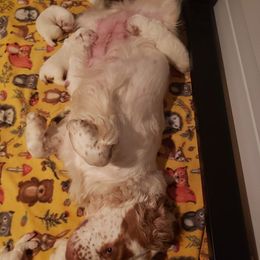 Clumber Spaniel and Irish Red and White Setter Puppies from NyaStar & Chequamegon