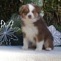 Rose - Red tri-color Australian Shepherd puppy in Pilot, Virginia from Obsidian Australian Shepherd