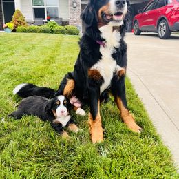 Bernese Mountain Dog Puppies from J & J Meadows