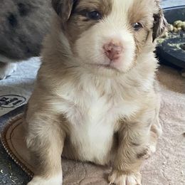 "Grace " Miniature Australian Shepherd and Toy Australian Shepherd Puppies from Rye Hill Aussies
