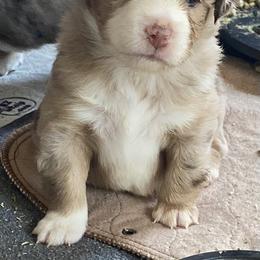 "Grace " Miniature Australian Shepherd and Toy Australian Shepherd Puppies from Rye Hill Aussies