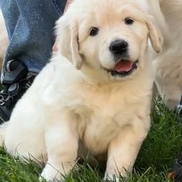 Golden Retriever Puppies from INGOLD Retrievers