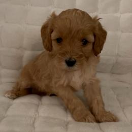 Little Boy Blue (Mother Goose Nursery Rhyme litter) - Red  male Goldendoodle puppy in Hopkins County, Texas from Boutique Doodles