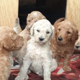 Poodles from Jeannie Doodles and Poodles