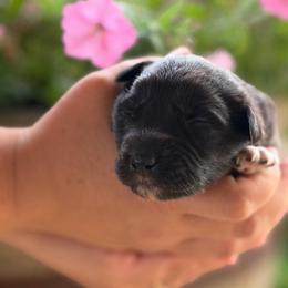 Boy 3 - Black tri-color male Australian Shepherd puppy in Hillsboro, Ohio from Sugar Grove Farms