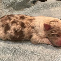 Cinderella - Red merle female Australian Shepherd puppy in Hammond, Louisiana from Gold Ring Australian Shepherds