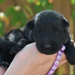 Loki - Black male German Shepherd puppy in Nacogdoches, Texas from Vom Hausgladfel