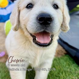 Chewie - Light golden male Golden Retriever puppy in Cashion, Oklahoma from Aurum Purus Golden Retrievers