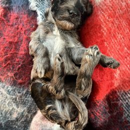 Sheepadoodle Puppies from Oak Hill Doodles