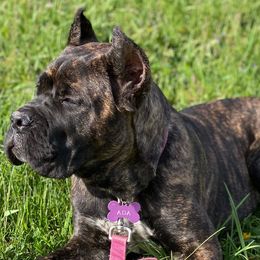Cane Corso from Defelice Cane Corso