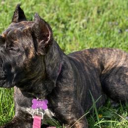 Cane Corso from Defelice Cane Corso