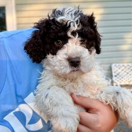Orange Blossom (orange collar) - Brown male Lagotto Romagnolo puppy in Ashland, Ohio from SS Australian Shepherds