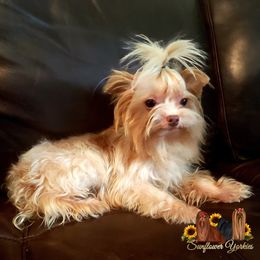 King - Yorkshire Terrier