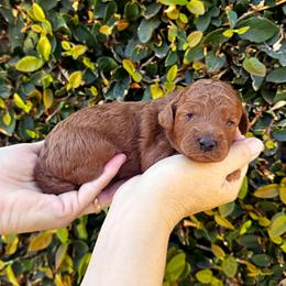 Pink Collar Girl - Red  female Poodle puppy in Modesto, California from Dry Creek Poodles