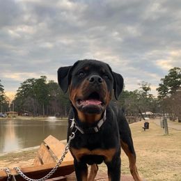 Rottweiler Puppies from Von Der Quinn Rottweilers