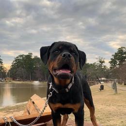 Rottweiler Puppies from Von Der Quinn Rottweilers