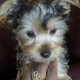 Yorkshire Terrier Puppies from YorkiStars