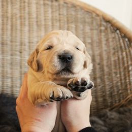 Golden Retriever Puppies from Sweet Breeze Acres