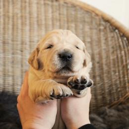 Golden Retriever Puppies from Sweet Breeze Acres