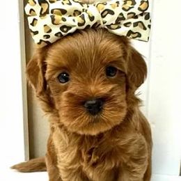 Bernedoodle, Cavapoo, Cockapoo, and Goldendoodle Puppies from Cactus Doods