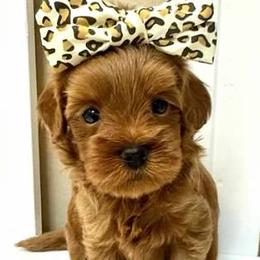 Bernedoodle, Cavapoo, Cockapoo, and Goldendoodle Puppies from Cactus Doods