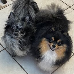 Maria Cochran - Pomeranian