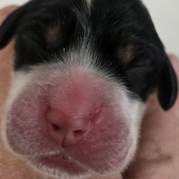 Sophie - Blue belton and tan (tri-color) female English Setter puppy in Morrice, Michigan from Wild Bird Setters