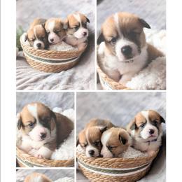 Girl 2 - White and red female Pembroke Welsh Corgi puppy in Milton, Florida from Milton Corgis