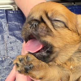 Charles - Red male Brussels Griffon puppy in Columbus, Ohio from Last Knight and Greyhawk Kennels
