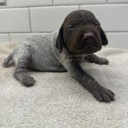 Blue Girl - Liver female German Shorthaired Pointer puppy in White Salmon, Washington from Holding Hands Farm